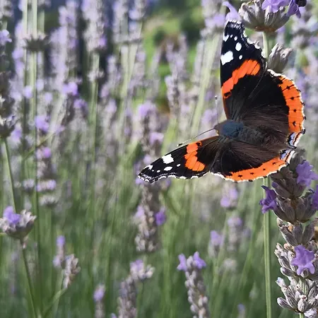 게스트하우스 La Barma