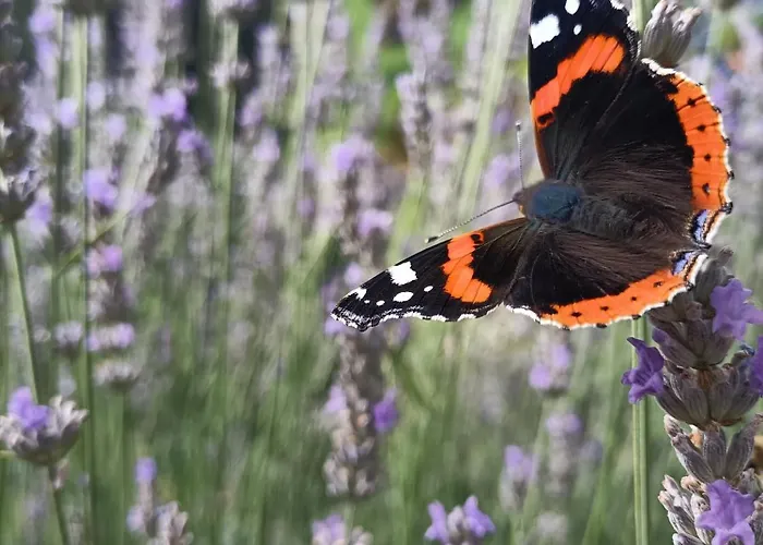 בית הארחה La Barma